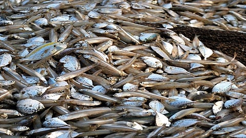 due to atmosphere in see area fishing business also stopped but the rapan fishing increases in ratnagiri
