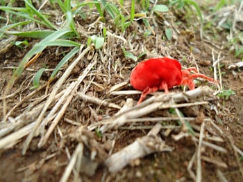 Red velvet