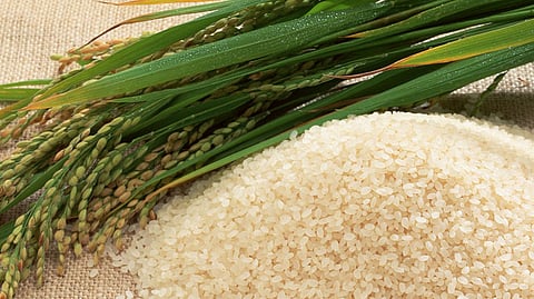 rice