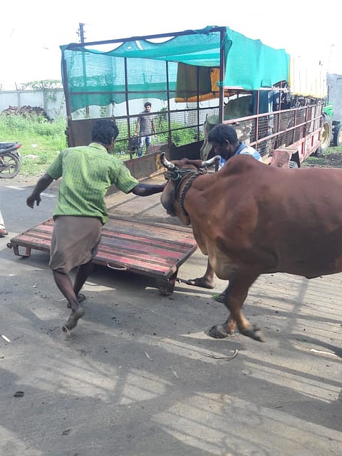 नागपूर : सांडाला पकडून कोंडवाडा विभागाच्या वाहनाकडे नेताना तमिळनाडूतील पथकाचा कर्मचारी. 