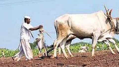 Sowing started in Aurangabad District