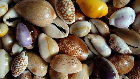 shell-