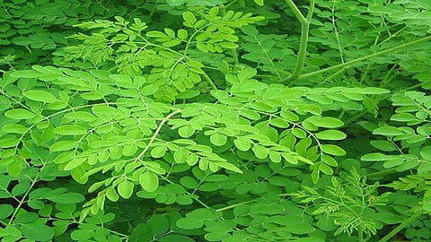 Annapaanvidhi Shakvarga