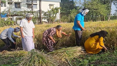 खासदार पाटलांचा रांगडा अंदाज, चक्क शेतात उतरुन केली भातकापणी