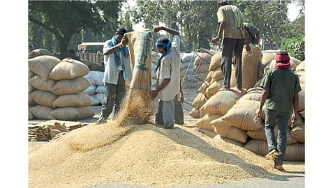 soyabean