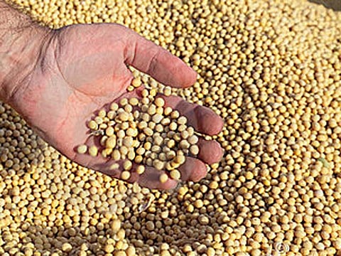 soybeans  seed in akola.jpg