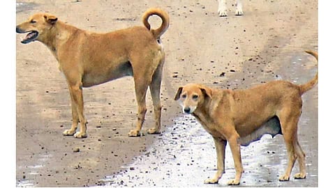  The stray dog ​​fled her baby