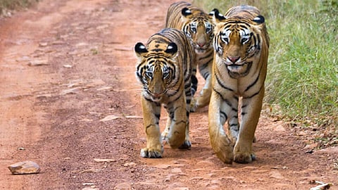 tadoba-national-park