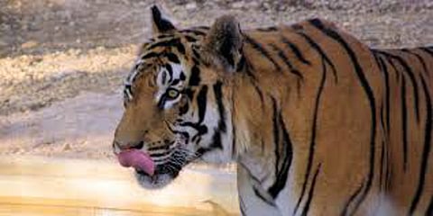 tiger