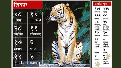 आठ वर्षांत  भारतात ७५० वाघांचा मृत्यू; राष्ट्रीय वाघ्रसंवर्धन प्राधिकरणाची माहिती