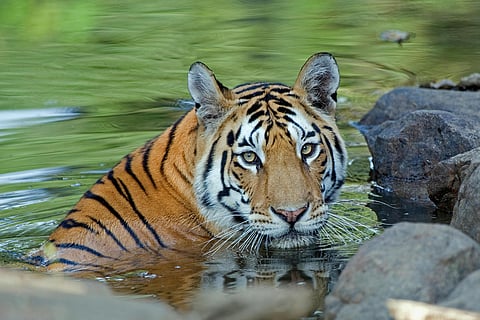 Woman killed in tiger attack at Chandrapur