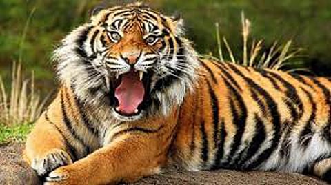 Twice the number of human deaths in tiger attacks