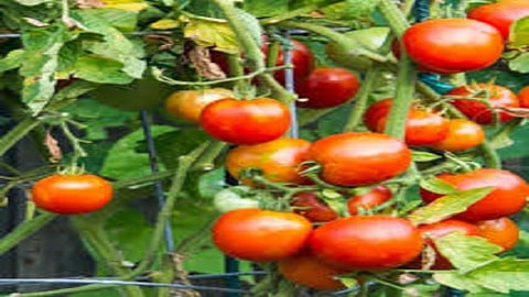 tomato