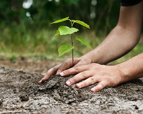 tree plantation
