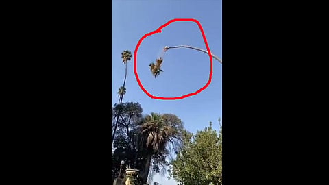 man cutting a palm tree while sitting on it video viral