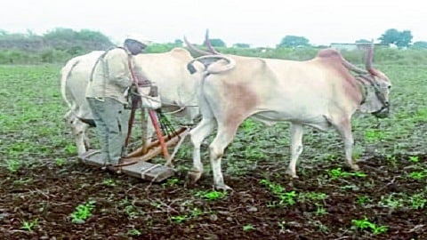 umarga news sheti.jpg
