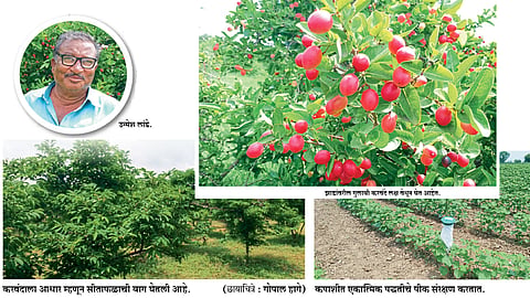 करवंदाच्या नऊशे झाडांची शेती