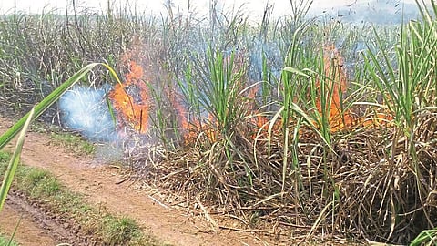 Eight and a half acres of sugarcane fire in Nerlet; Loss of millions