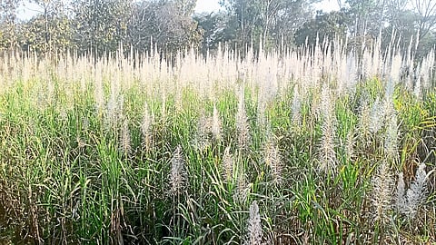 Sugarcane Cultivation In Uttur Area Is In Trouble Due To Untimely Lifting Kolhapur Marathi News
