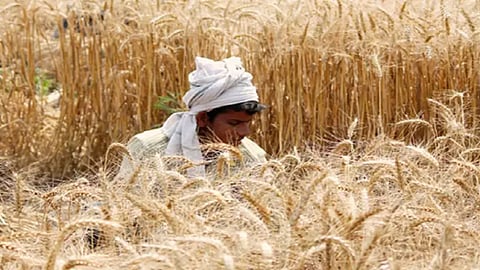 wheat.png