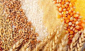 wheat.jpg