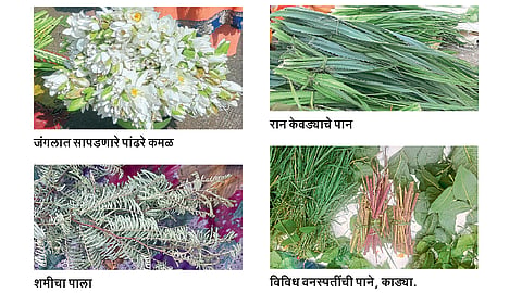 wild-plant