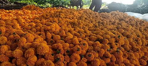 Diwali Festival 2020 News: Gold price has come down to marigold flowers in akola