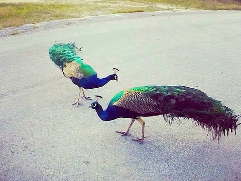 Lock down on the path of the wildlife