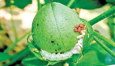 Akola News: The risk of bond larvae has increased, farmers need financial help by conducting a survey