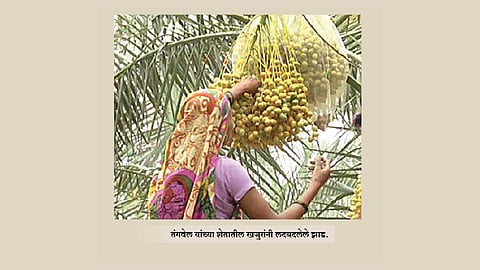 दीड एकर खजूर शेतीतून १५ लाखांचे उत्पन्न