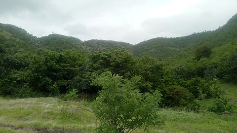 अजिंठा पायथ्याचं वेताळवाडी जंगल पर्यटकांना घालतंय भुरळ