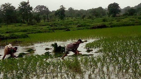भात लावणी पूर्ण

