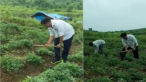 Groundnut cultivation 