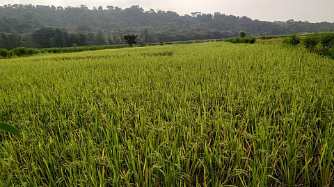 विषमुक्त शेतीला दक्षिण रायगडमध्ये पालवी; वनप्रेमी किशोर पवार यांच्या पावलावर अनेक शेतकऱ्यांचे पाऊल