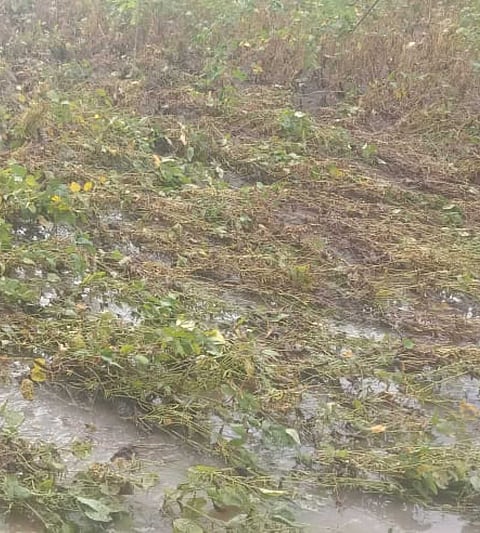 Crop Damaged