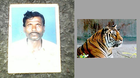 वाघिणीच्या हल्ल्यात मृत्यू