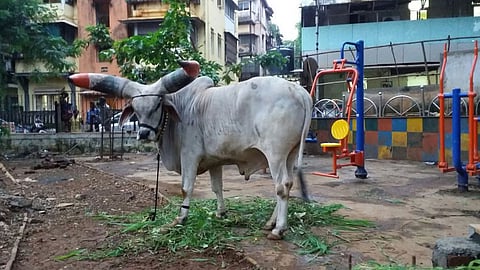 केईएमच्या दारी नंदीबैलाची स्वारी 