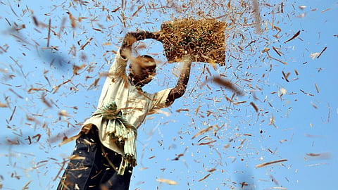 Indian Farmer