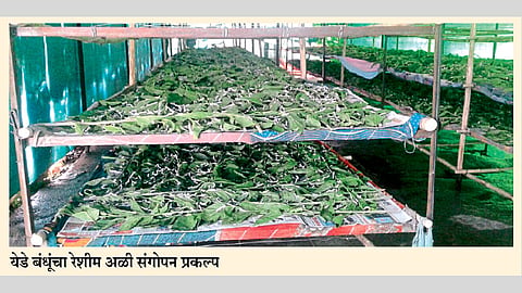 पारंपरिक शेतीपेक्षा रेशीम व्यवसायातून  समाधानकारक वाटचाल 