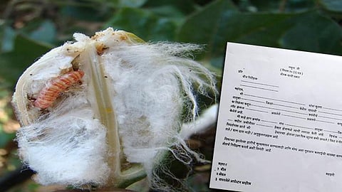 BT_COTTON_