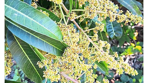 Only 15 Percent Production Of Hapus In Ratnagiri Marathi News 