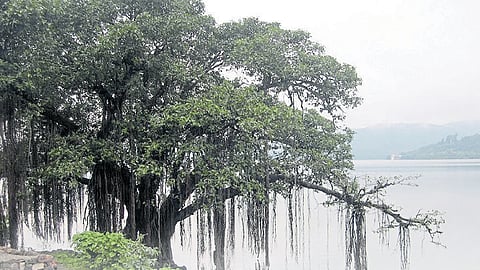 रक्षण पर्यावरणाचे