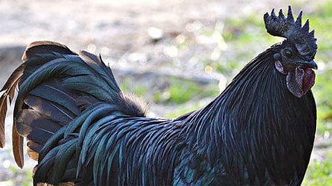 कडकनाथ कोंबडी फसवणूक प्रकरणी 600 तक्रारी  