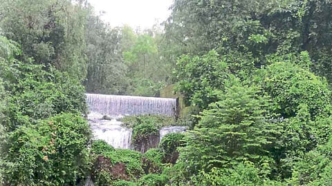वाफोली धरण ठरतेय पर्यटनासाठीचे आकर्षण