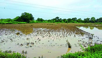 Untimely rains