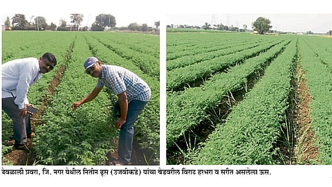उसात विराट काबुली हरभऱ्याचा यशस्वी प्रयोग