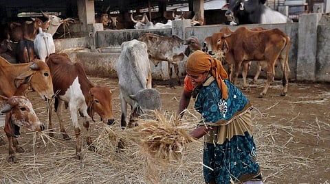 cow (file photo)