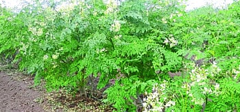 ATP20A00902_pr.jpg