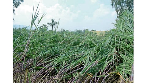 akola