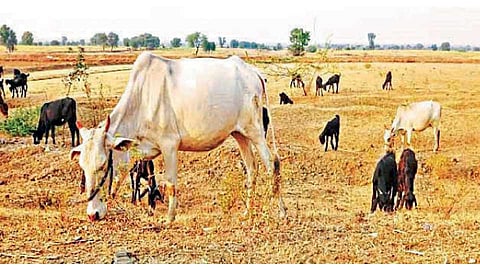 जनावरे